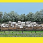 Fotók: Beküldött képek, szerzők az alkotásoknál