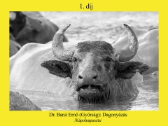 Dr. Barsi Ernő alkotása nyert a XV. Tarka Fotópályázaton